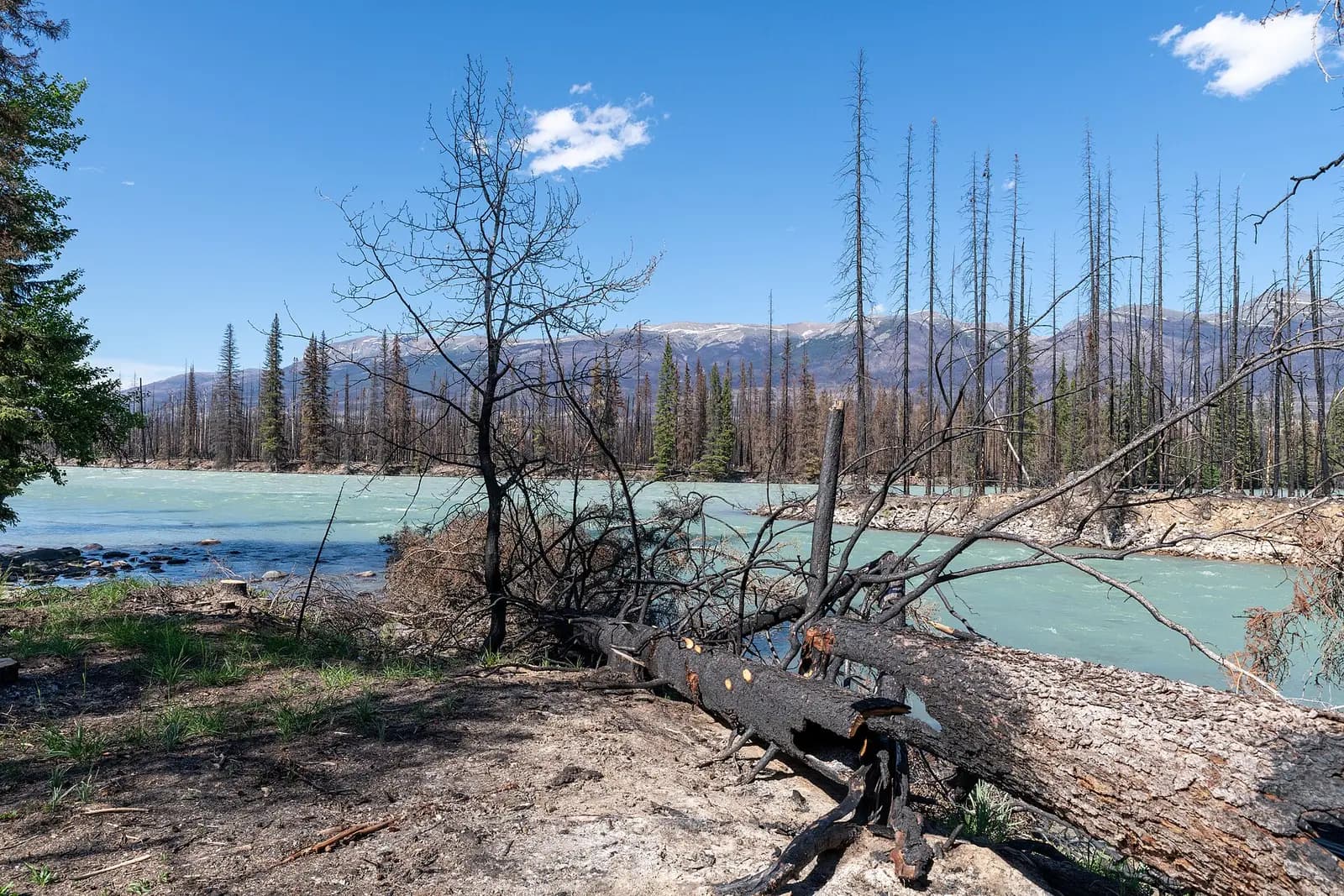 Impact of the 2024 forest fire near Jasper at the river mouth of Whirlpool River into La Biche River